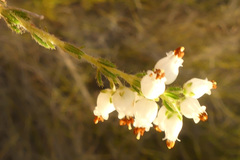 Erica racemosa