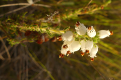 Erica racemosa