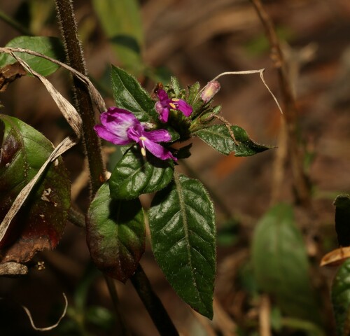 Hypoestes floribunda (Hypoestes floribunda)