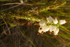 Erica racemosa