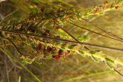 Erica racemosa