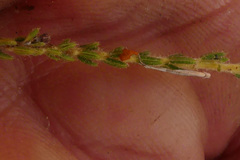 Erica racemosa