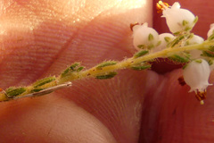 Erica racemosa
