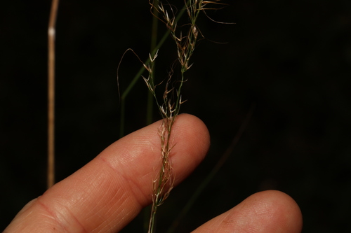 Image of Austrostipa ramosissima by (c) Greg Tasney, some rights reserved (CC BY-SA)