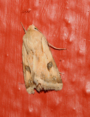 Heliothis scutuligera