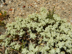 Helichrysum leontonyx