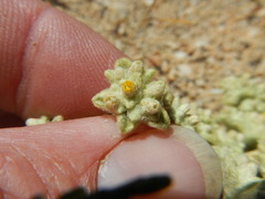 Helichrysum leontonyx