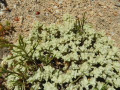 Helichrysum leontonyx