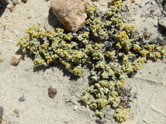 Helichrysum leontonyx
