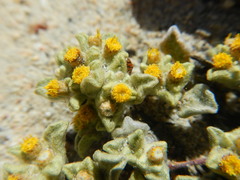 Helichrysum leontonyx