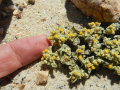 Helichrysum leontonyx