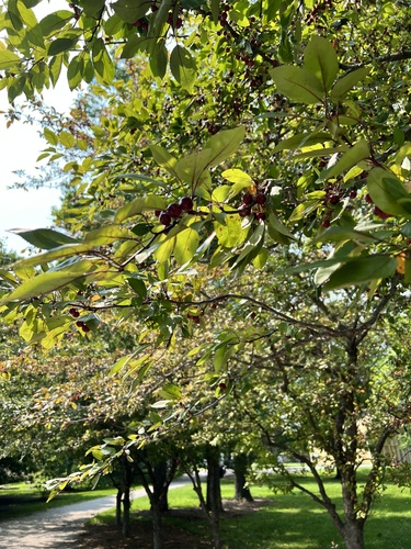 Amelanchier arborea