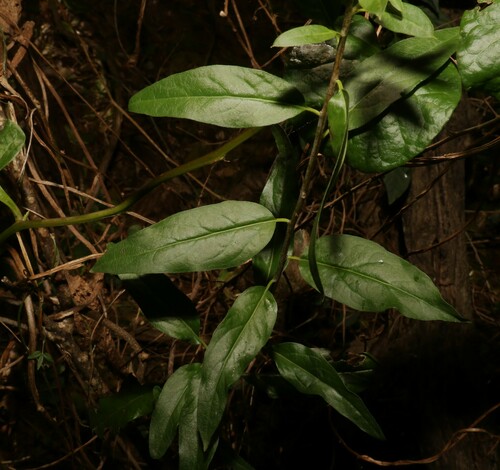Ehretia saligna (Ehretia saligna)