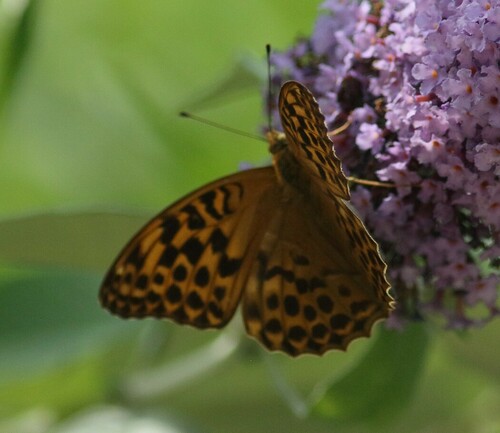 Argynnis paphia