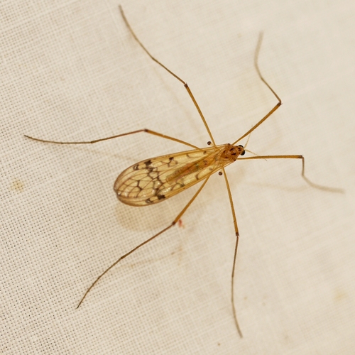 Metalimnobia triocellata photo 2