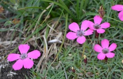 Dianthus pavonius