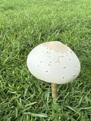 Chlorophyllum molybdites image