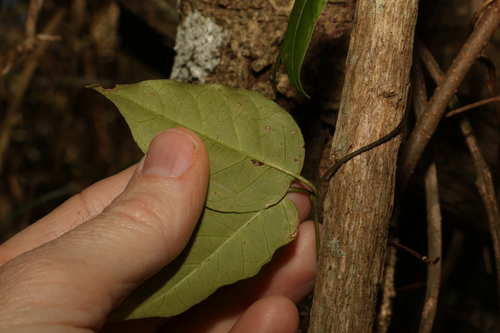 Image of Parsonsia leichhardtii by (c) Greg Tasney, some rights reserved (CC BY-SA)