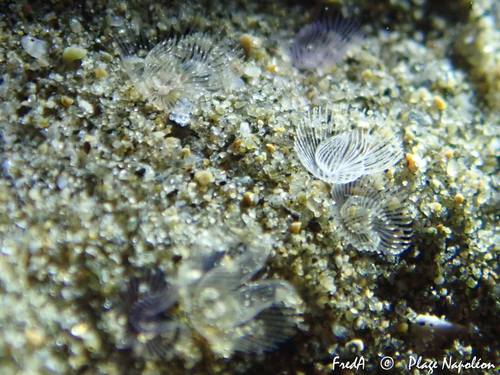 Sand horseshoe worm, Bouches-du-Rhône, Provence-Alpes-Côte d'Azur, FR, photo 6 of 10