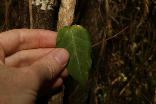 Image of Parsonsia leichhardtii by (c) Greg Tasney, some rights reserved (CC BY-SA)