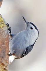 Sitta carolinensis nelsoni