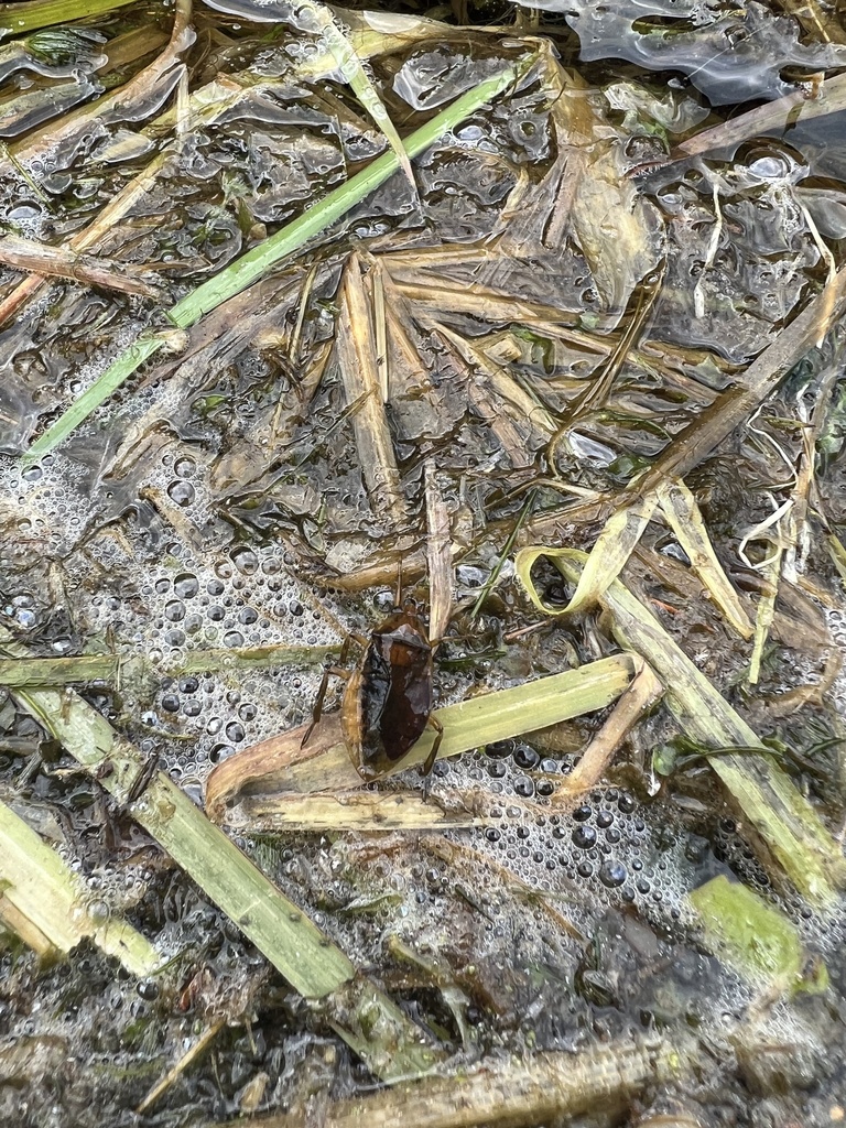 Giant Water Bugs from Lake Itasca, Park Rapids, MN, US on July 15, 2023