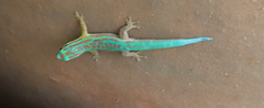 Phelsuma cepediana