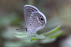Hemiargus