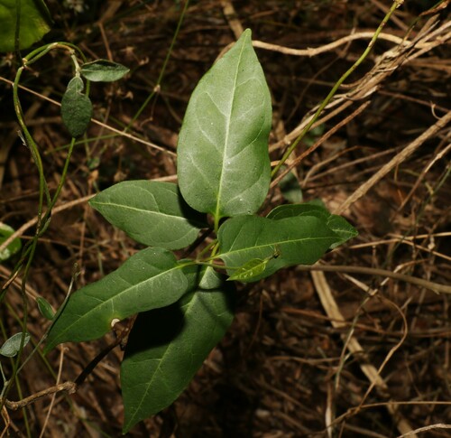 Image of Parsonsia leichhardtii by (c) Greg Tasney, some rights reserved (CC BY-SA)