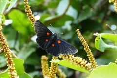 Melanis cephise