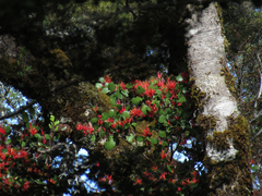 Peraxilla colensoi