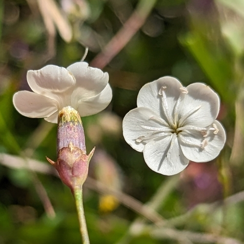 Dianthus integer