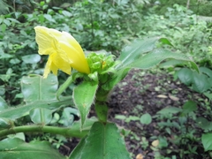 Costus villosissimus image