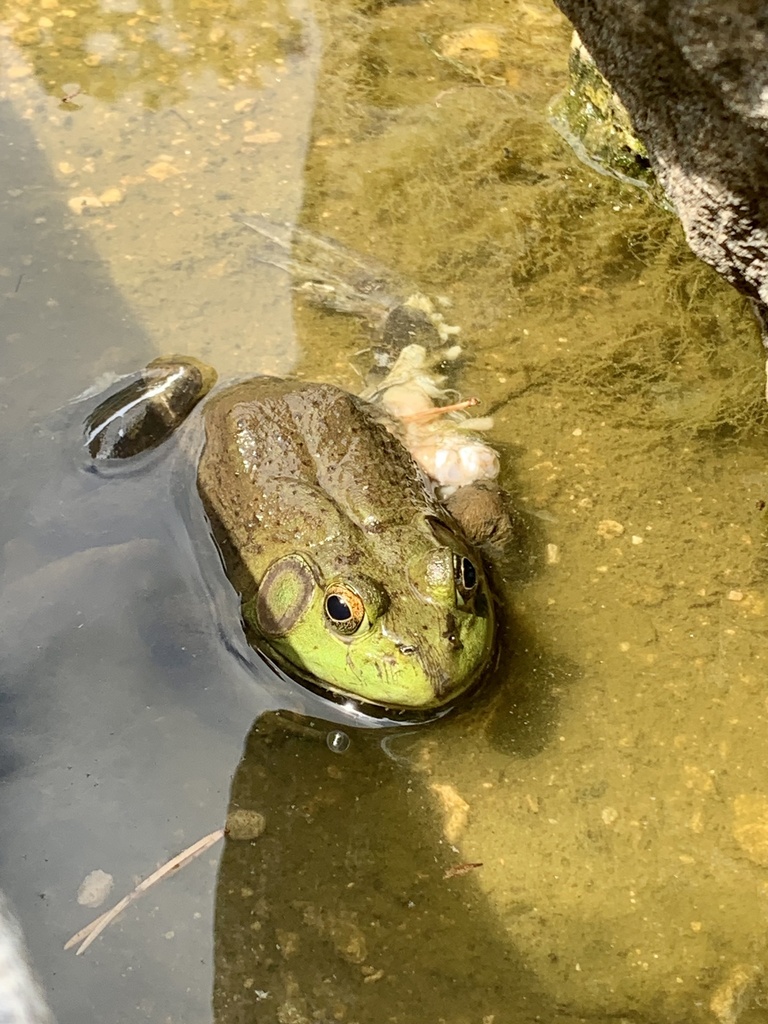 American Bullfrog from Spring Creek Rd, Rockford, IL, US on July 13 ...