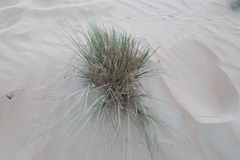 Cyperus conglomeratus