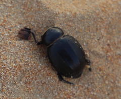 Pimelia arabica