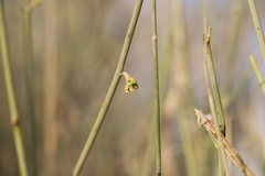 Leptadenia pyrotechnica