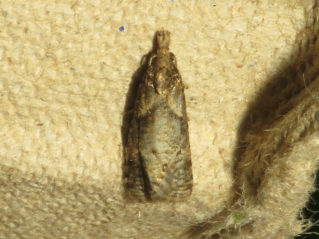 Modest Phtheochroa Moth