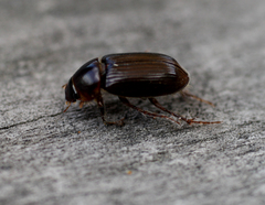 Acrossidius tasmaniae