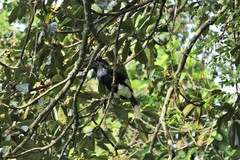 Bycanistes subcylindricus