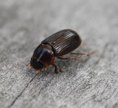 Acrossidius tasmaniae