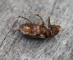 Acrossidius tasmaniae