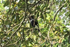 Bycanistes subcylindricus