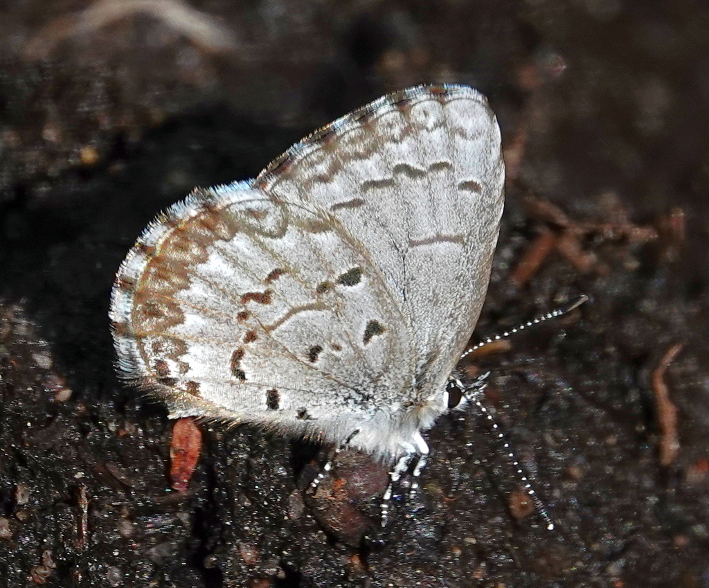 Northern Azure from Merivale Gardens Grenfell Glen Pineglen Country Place, Ottawa, ON