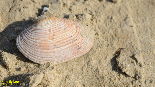Paphia euglypta observed 2019-01-07