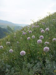 Allium nutans