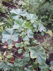 Malva sylvestris
