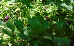 Cypripedium macranthos