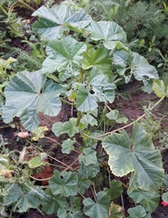 Malva sylvestris