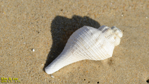 Hemifusus tuba